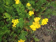 Rifugio_Pirao - 20101010 126.jpg